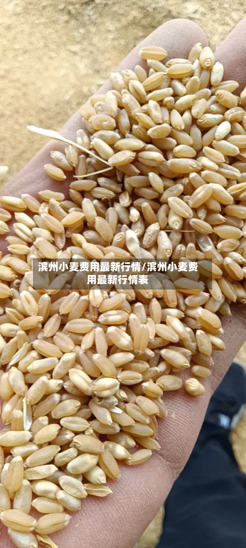滨州小麦费用最新行情/滨州小麦费用最新行情表