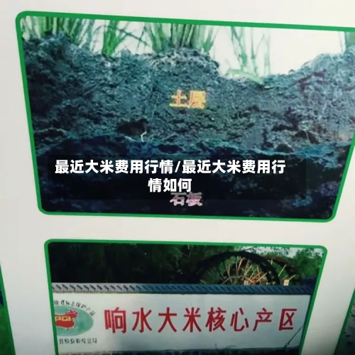 最近大米费用行情/最近大米费用行情如何