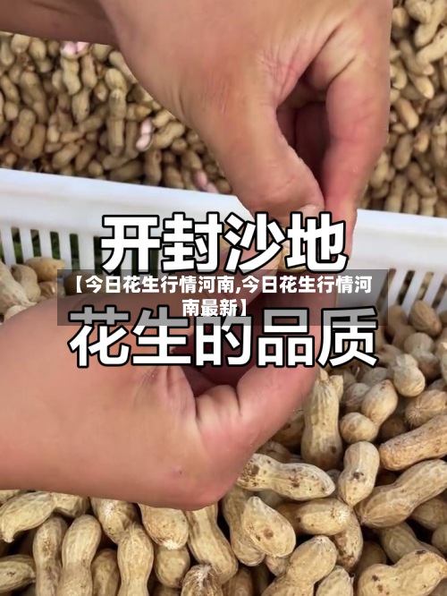 【今日花生行情河南,今日花生行情河南最新】