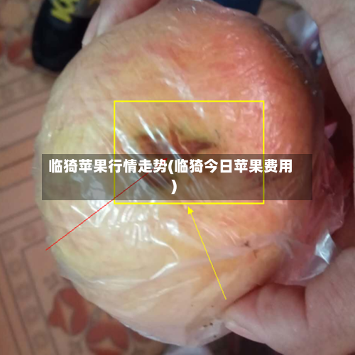 临猗苹果行情走势(临猗今日苹果费用)