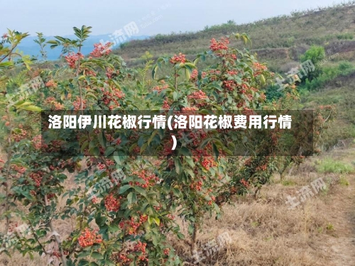 洛阳伊川花椒行情(洛阳花椒费用行情)