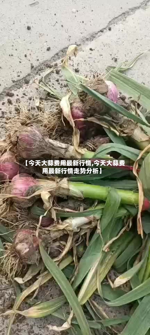 【今天大蒜费用最新行情,今天大蒜费用最新行情走势分析】