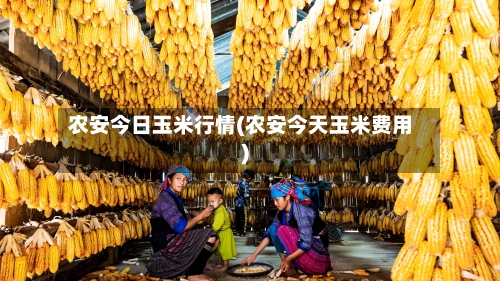 农安今日玉米行情(农安今天玉米费用)-第2张图片