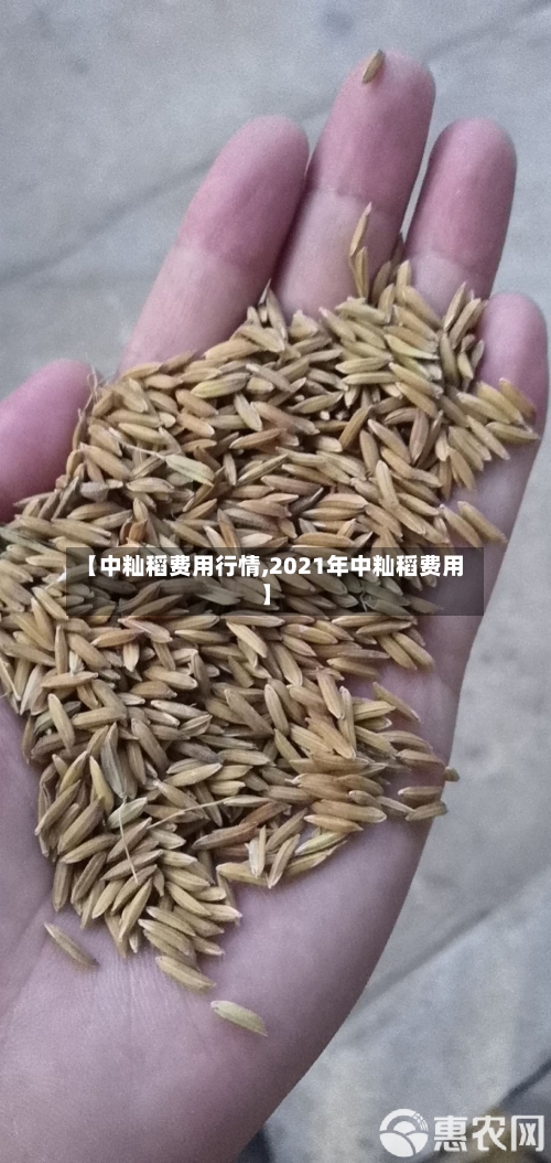 【中籼稻费用行情,2021年中籼稻费用】