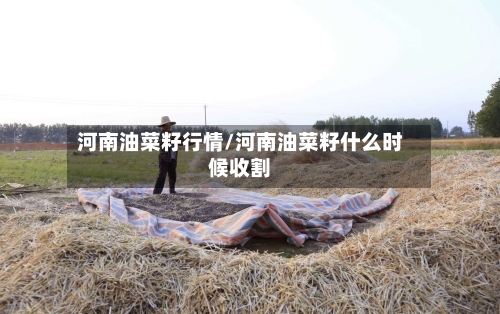河南油菜籽行情/河南油菜籽什么时候收割