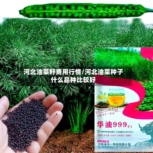 河北油菜籽费用行情/河北油菜种子什么品种比较好
