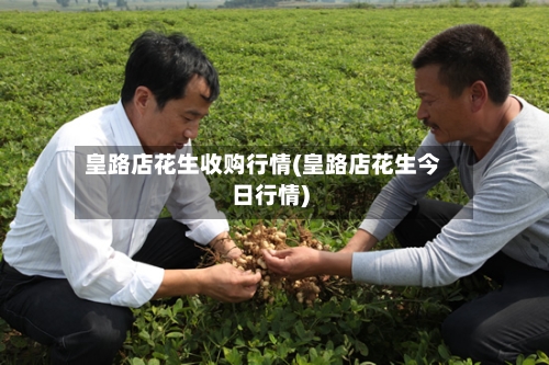 皇路店花生收购行情(皇路店花生今日行情)