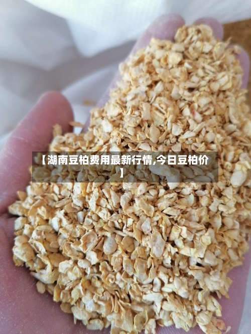 【湖南豆柏费用最新行情,今日豆柏价】