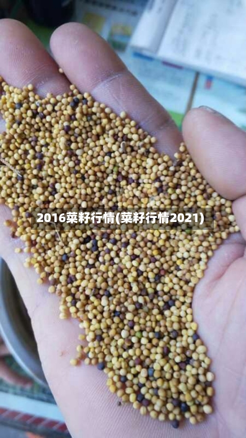 2016菜籽行情(菜籽行情2021)