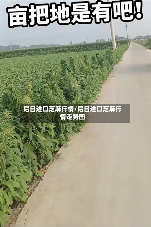 尼日进口芝麻行情/尼日进口芝麻行情走势图-第2张图片