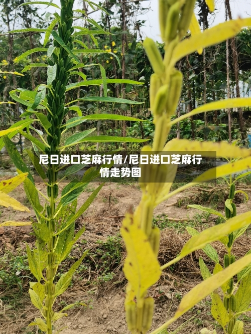 尼日进口芝麻行情/尼日进口芝麻行情走势图