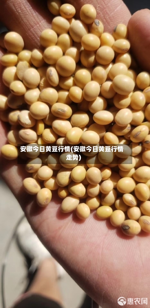 安徽今日黄豆行情(安徽今日黄豆行情走势)