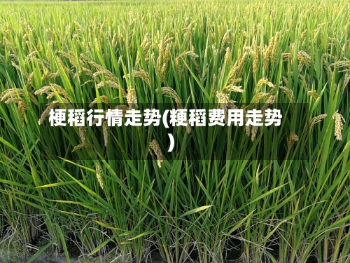 梗稻行情走势(粳稻费用走势)-第3张图片