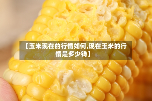 【玉米现在的行情如何,现在玉米的行情是多少钱】