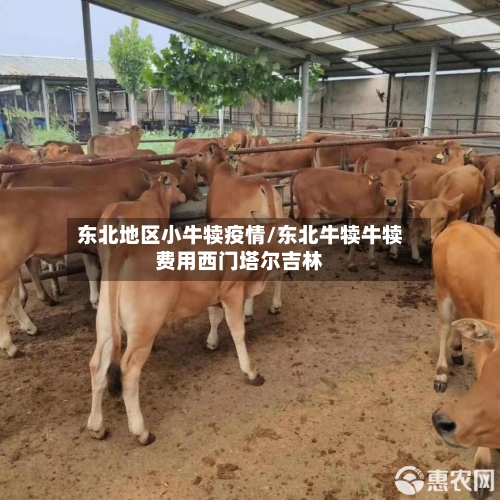 东北地区小牛犊疫情/东北牛犊牛犊费用西门塔尔吉林-第2张图片