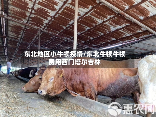 东北地区小牛犊疫情/东北牛犊牛犊费用西门塔尔吉林