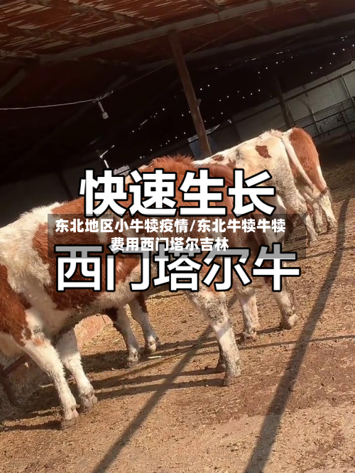 东北地区小牛犊疫情/东北牛犊牛犊费用西门塔尔吉林-第3张图片