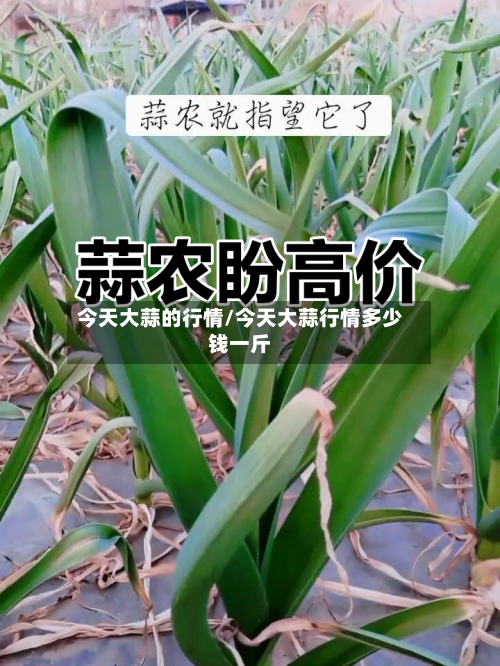 今天大蒜的行情/今天大蒜行情多少钱一斤