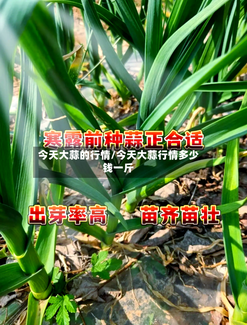 今天大蒜的行情/今天大蒜行情多少钱一斤-第2张图片