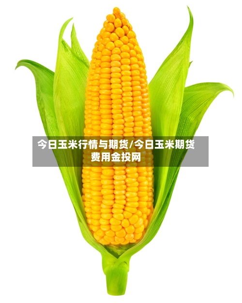 今日玉米行情与期货/今日玉米期货费用金投网-第3张图片