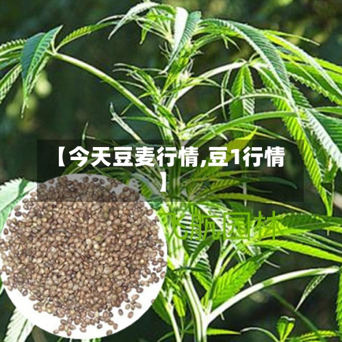 【今天豆麦行情,豆1行情】-第2张图片
