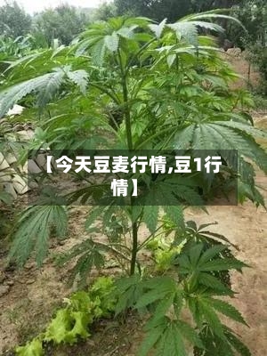 【今天豆麦行情,豆1行情】