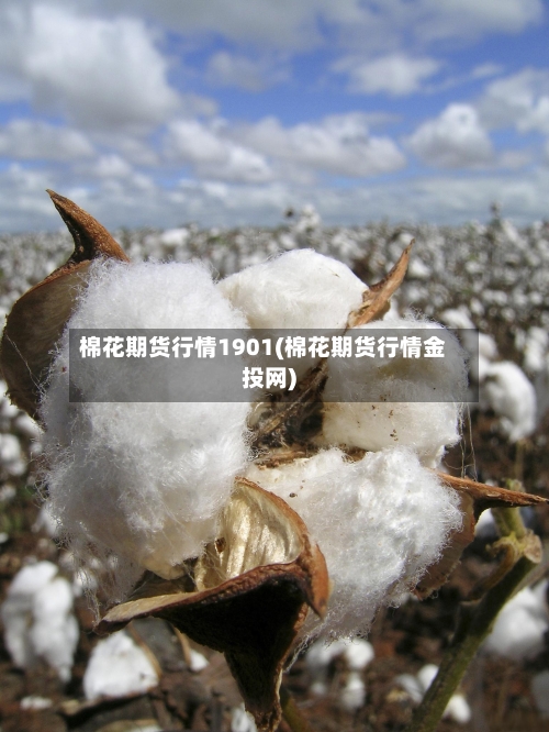 棉花期货行情1901(棉花期货行情金投网)