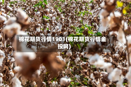 棉花期货行情1901(棉花期货行情金投网)-第2张图片