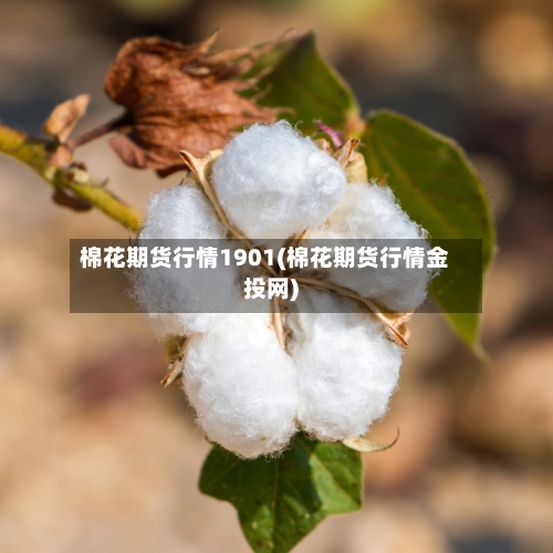 棉花期货行情1901(棉花期货行情金投网)-第3张图片