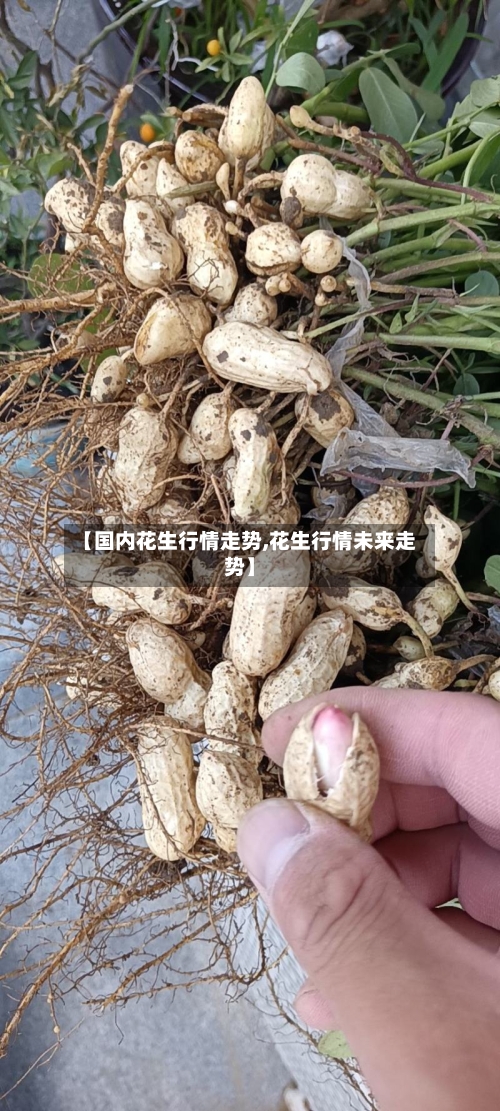 【国内花生行情走势,花生行情未来走势】-第2张图片