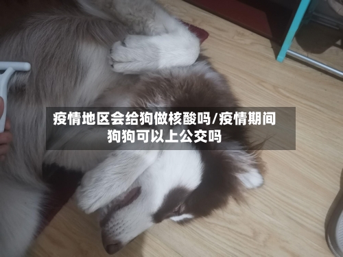 疫情地区会给狗做核酸吗/疫情期间狗狗可以上公交吗
