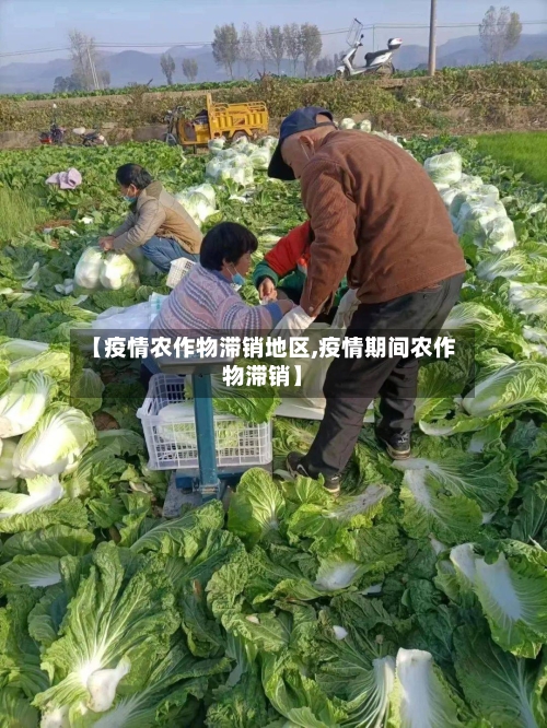 【疫情农作物滞销地区,疫情期间农作物滞销】-第2张图片
