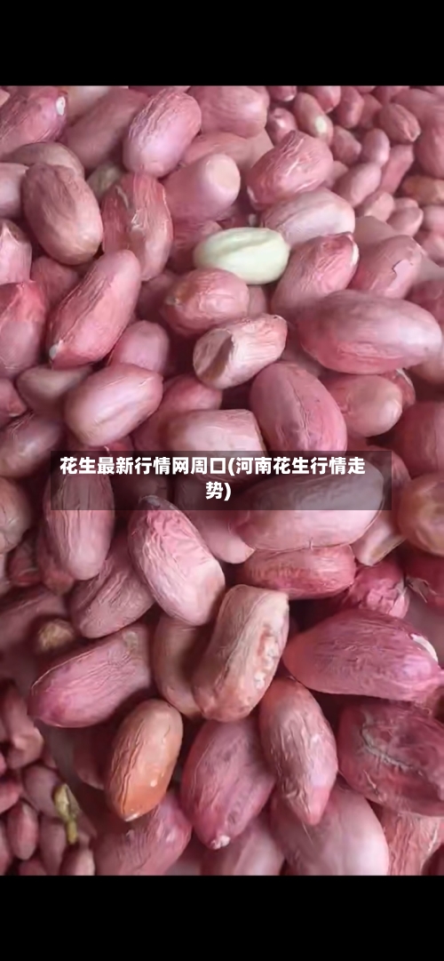 花生最新行情网周口(河南花生行情走势)