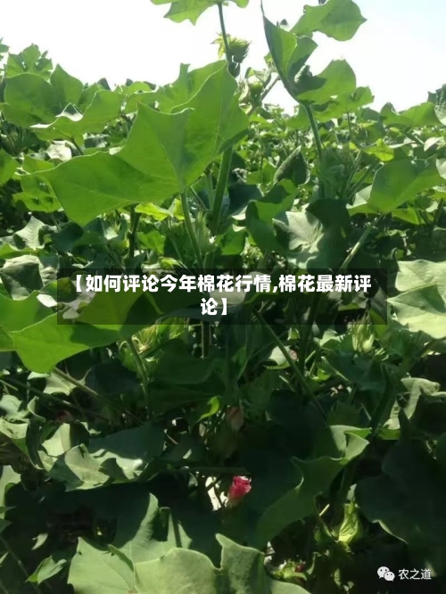 【如何评论今年棉花行情,棉花最新评论】-第2张图片