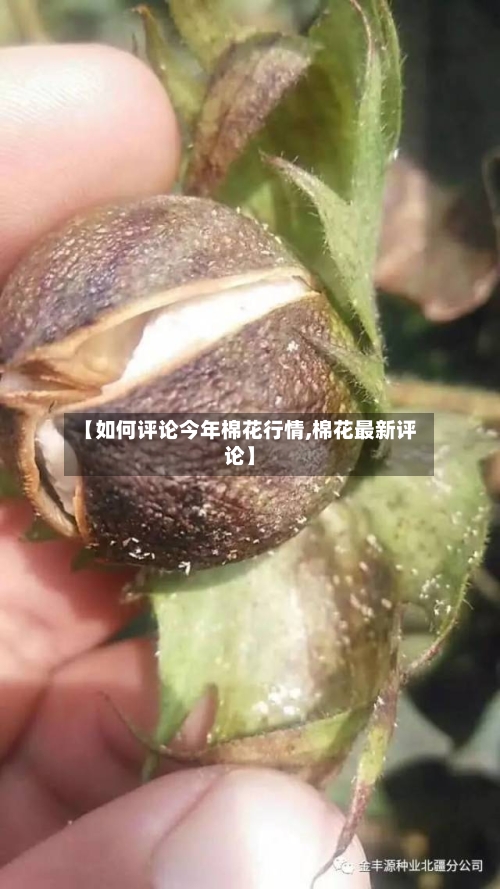 【如何评论今年棉花行情,棉花最新评论】-第3张图片