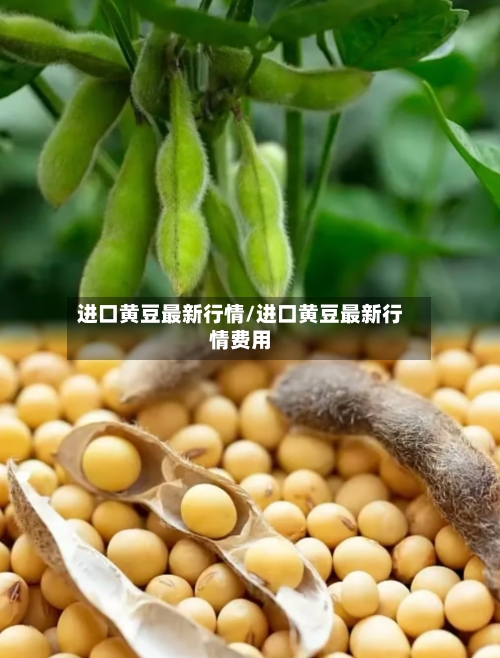 进口黄豆最新行情/进口黄豆最新行情费用