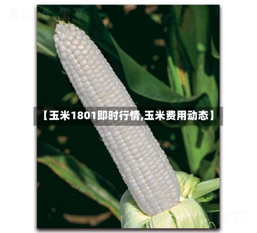 【玉米1801即时行情,玉米费用动态】