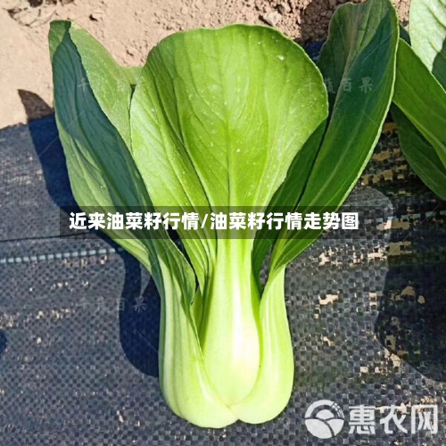 近来油菜籽行情/油菜籽行情走势图-第2张图片