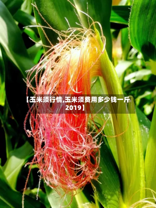 【玉米须行情,玉米须费用多少钱一斤2019】-第2张图片