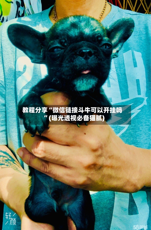 教程分享“微信链接斗牛可以开挂吗”(曝光透视必备猫腻)