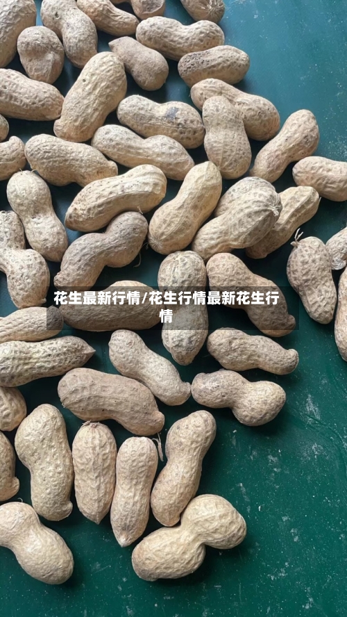花生最新行情/花生行情最新花生行情-第3张图片
