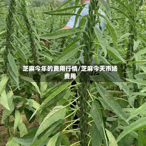 芝麻今年的费用行情/芝麻今天市场费用