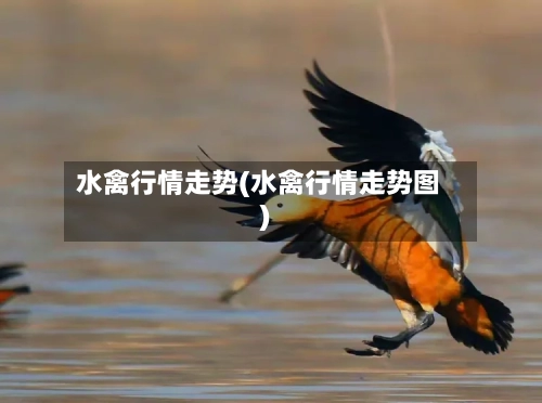 水禽行情走势(水禽行情走势图)