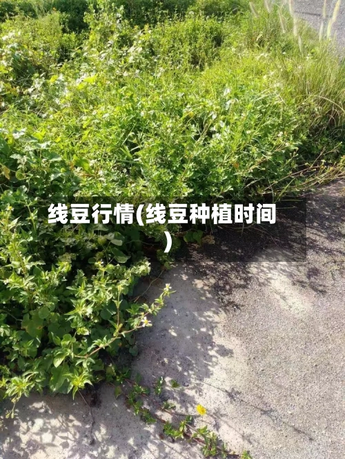 线豆行情(线豆种植时间)-第2张图片