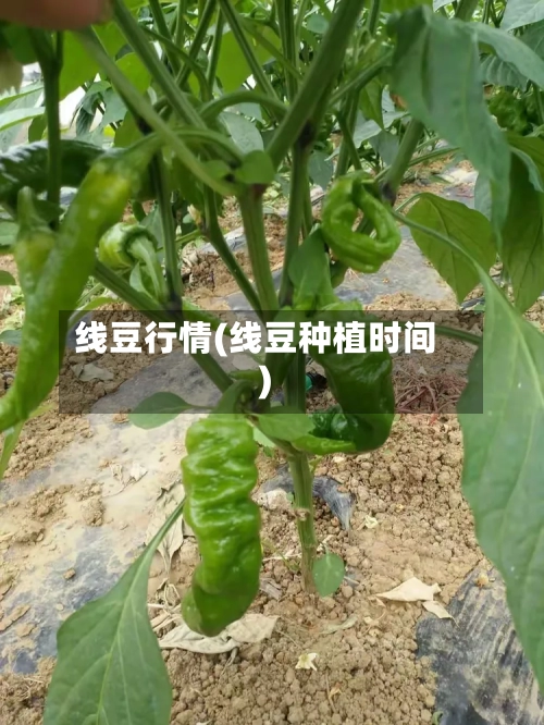 线豆行情(线豆种植时间)