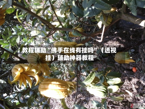 教程辅助“佛手在线有挂吗”（透视挂）辅助神器教程-第2张图片