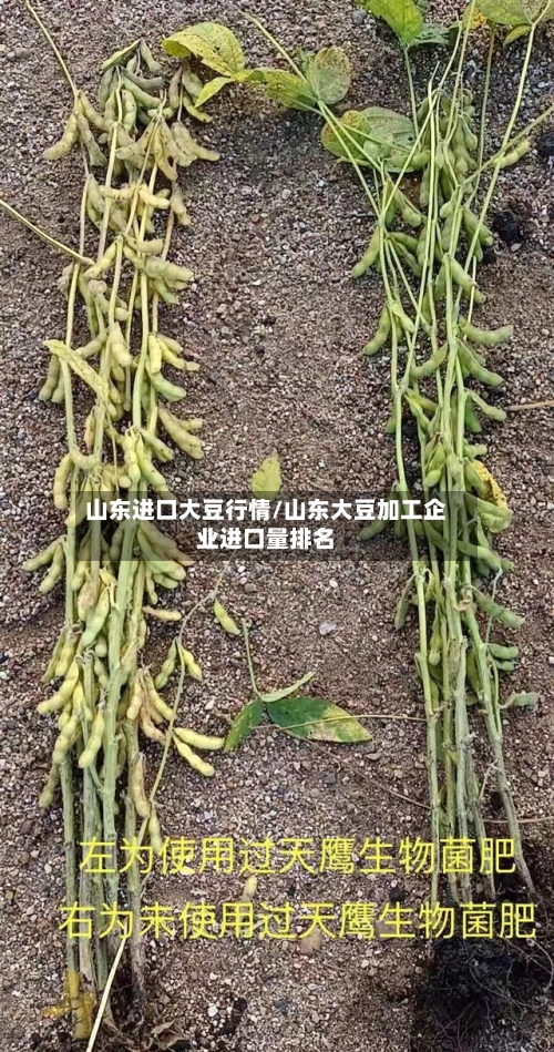 山东进口大豆行情/山东大豆加工企业进口量排名-第2张图片