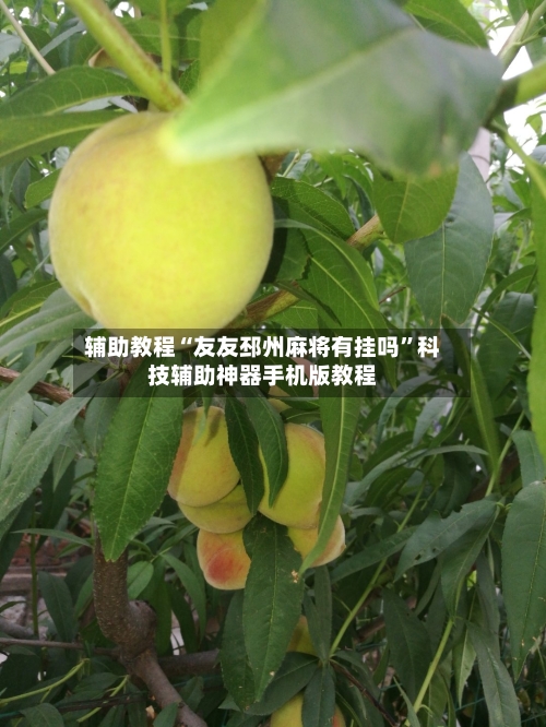 辅助教程“友友邳州麻将有挂吗”科技辅助神器手机版教程