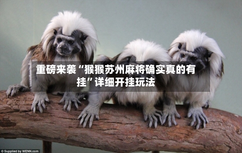 重磅来袭“猴猴苏州麻将确实真的有挂	”详细开挂玩法-第2张图片