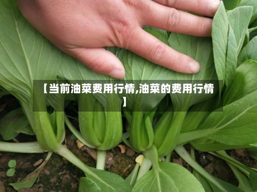 【当前油菜费用行情,油菜的费用行情】